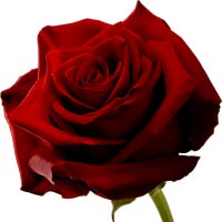 secret designer sales for members l Inter Rose Flower Delivery